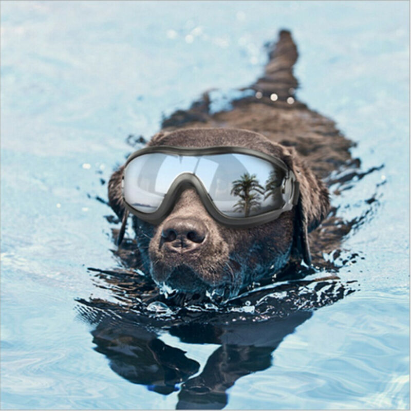 Doggles – UV-Protective Sunglasses for Bold Dogs