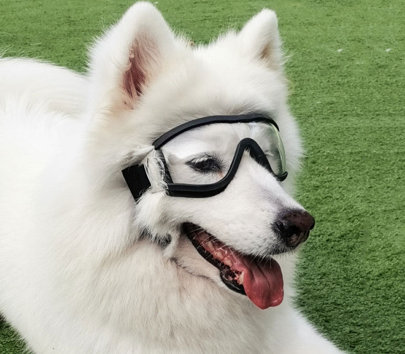 Doggles – UV-Protective Sunglasses for Bold Dogs