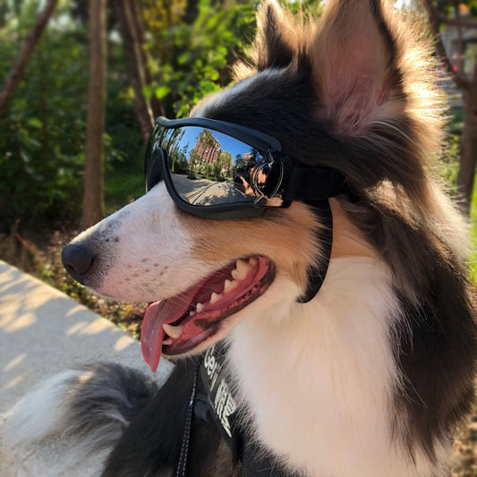 Doggles – UV-Protective Sunglasses for Bold Dogs